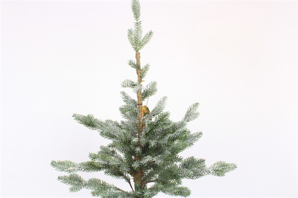 Christmas Cedar Trees for Home Party