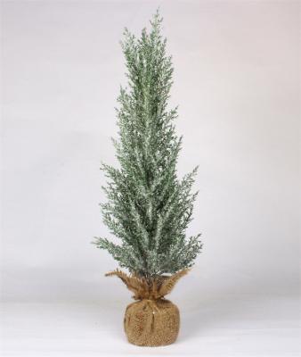 Pine Tree for Christmas for Home Party