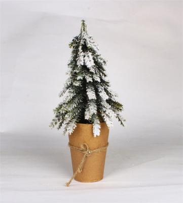 Cedar Trees for Christmas in Original Packaging