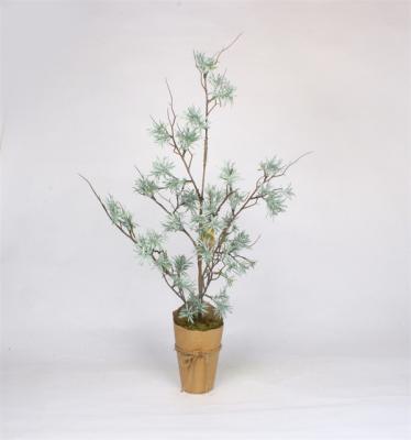 Christmas Cedar Trees in Paper Pot