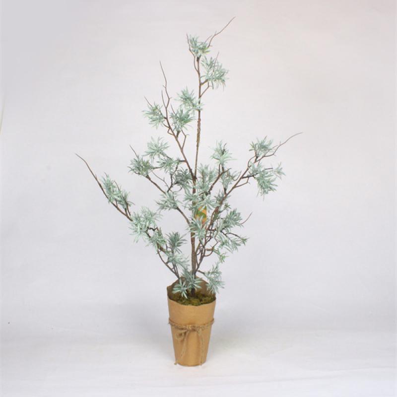 Christmas Cedar Trees in Paper Pot